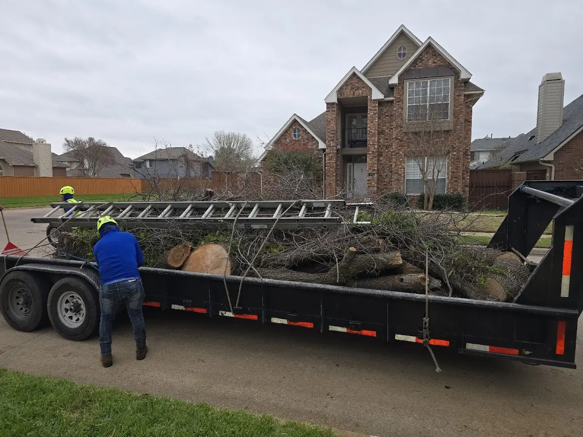 Expert Tree Removal with proper safety equipment in Lakeview